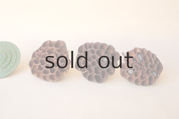 画像1: Dry plants for decor デコール用乾燥花托（蓮）セット＊outlet＊ (1)