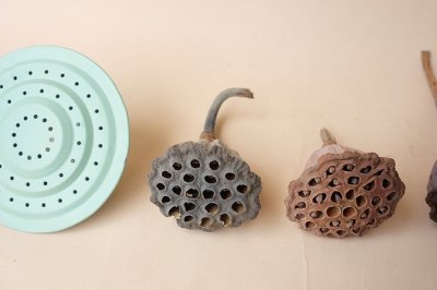 画像1: Dry plants for decor デコール用乾燥花托（蓮）セット