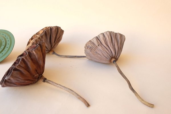 画像2: Dry plants for decor デコール用乾燥花托(蓮)セット*outlet* (2)