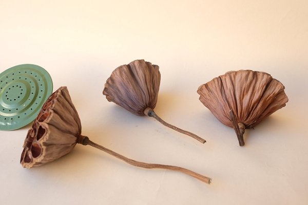 画像2: Dry plants for decor デコール用乾燥花托（蓮）セット＊outlet＊ (2)