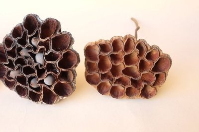 画像2: Dry plants for decor デコール用乾燥花托（蓮）セット＊outlet＊