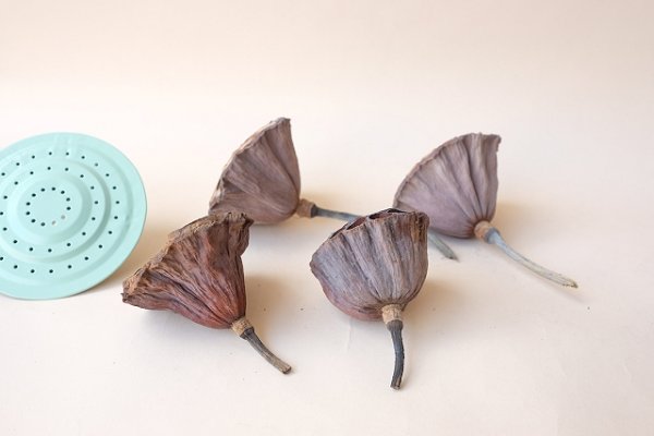 画像2: Dry plants for decor デコール用乾燥花托(蓮)セット (2)