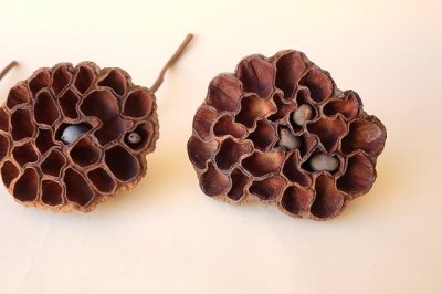 画像2: Dry plants for decor デコール用乾燥花托（蓮）セット＊outlet＊