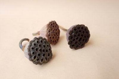 画像3: Dry plants for decor デコール用乾燥花托（蓮）セット