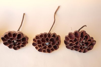 画像3: Dry plants for decor デコール用乾燥花托（蓮）セット＊outlet＊