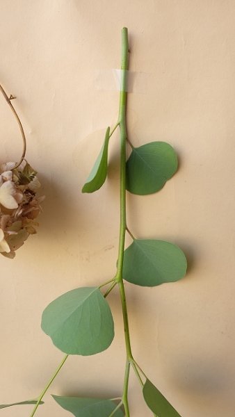 画像11: Dry plants for decor ユーカリ生切り枝（ポポラス）タイプ500mm (11)