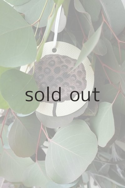 画像3: Dry plants for decor ユーカリ3種シンプルスワッグ (3)