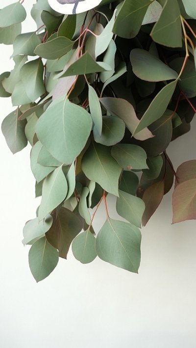 画像3: Dry plants for decor ユーカリポポラスシンプルスワッグ