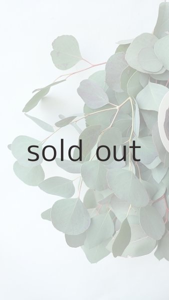 画像3: Dry plants for decor ユーカリポポラスシンプルスワッグ (3)