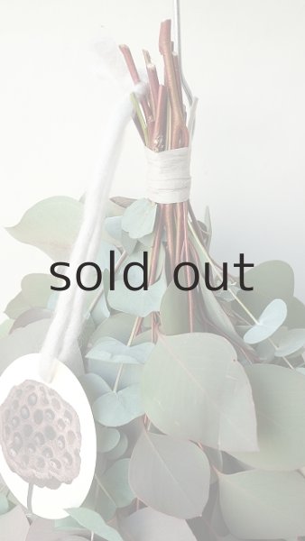 画像2: Dry plants for decor ユーカリ2種シンプルスワッグ (2)