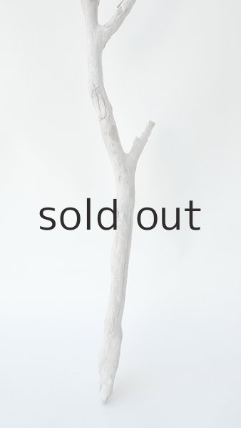 画像2: 枝流木 (2)