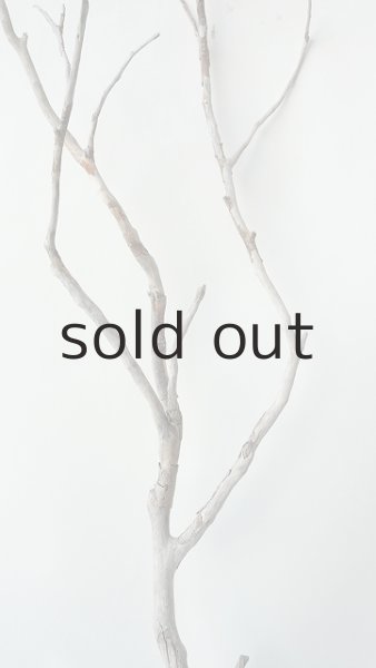 画像3: 枝流木 (3)