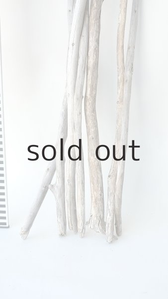 画像5: 棒流木セット（outlet） (5)