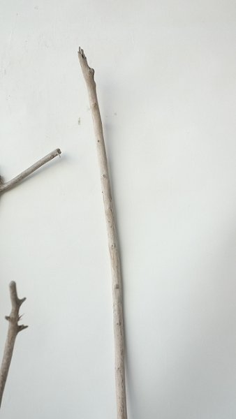 画像4: 枝流木セット（outlet） (4)