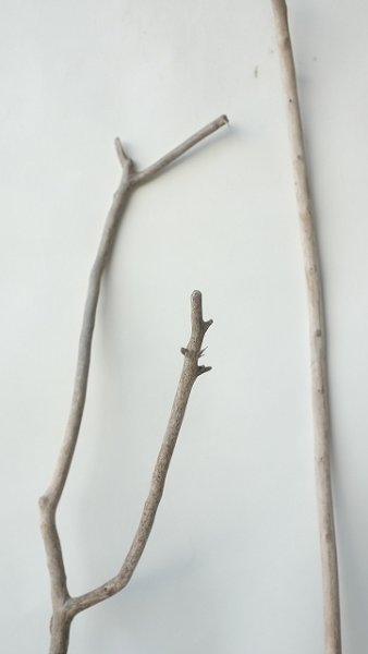 画像3: 枝流木セット（outlet） (3)