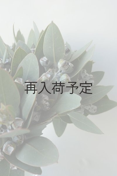画像10: Dry plants for decor 乾燥ユーカリ・テトラゴナシルバー（実付き）Ｍサイズ (10)