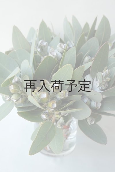 画像3: Dry plants for decor 乾燥ユーカリ・テトラゴナシルバー（実付き）Ｍサイズ (3)