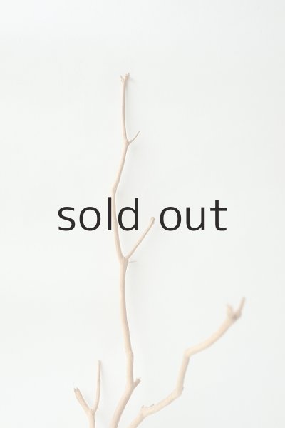 画像4: 小枝流木 (4)