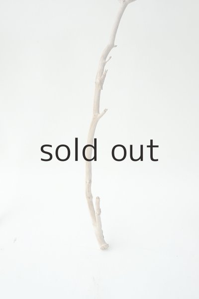 画像4: 小枝流木セット (4)