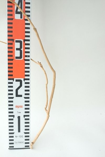 画像1: 小枝流木