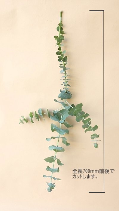 画像2: Dry plants for decor ユーカリ生切り枝（プルベルレンタ・銀世界）タイプ700mm