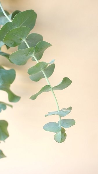 画像21: Dry plants for decor ユーカリ生切り枝（プルベルレンタ・銀世界）タイプ700mm (21)