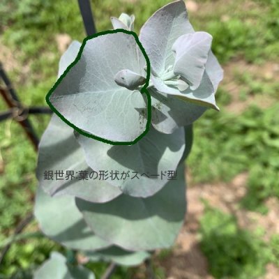 画像3: Dry plants for decor ユーカリ生切り枝（プルベルレンタ・銀世界）タイプ700mm