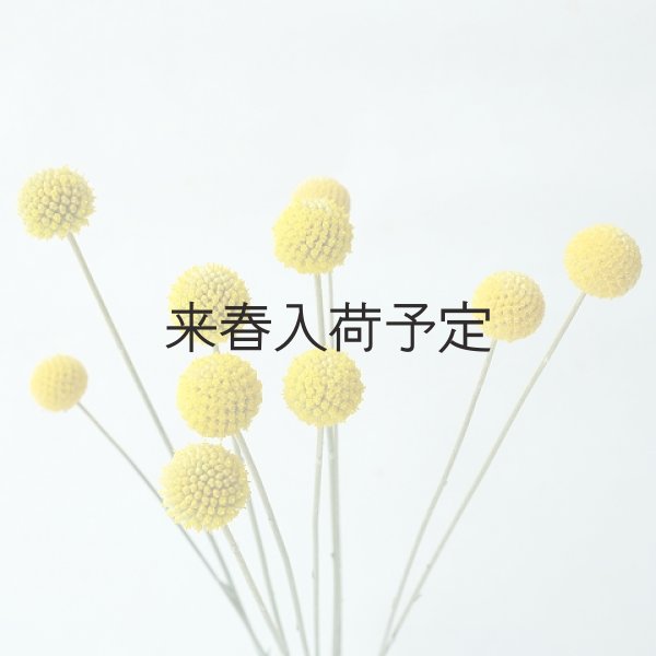 画像8: Dry plants for decor クラスペディア ・グラウカ種 (8)