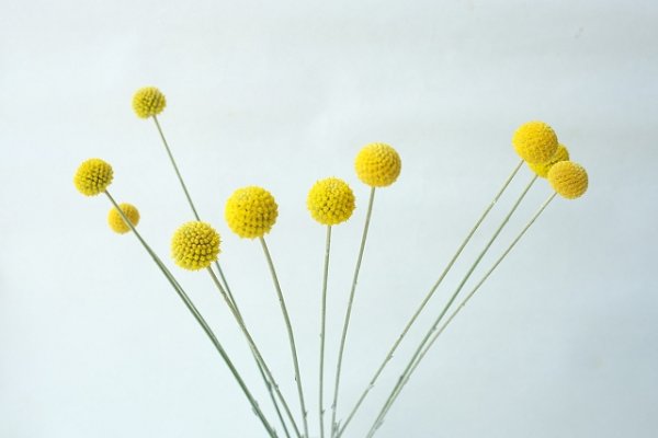 画像9: Dry plants for decor クラスペディア ・グラウカ種（5本セット）＊outlet (9)