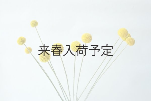 画像9: Dry plants for decor クラスペディア ・グラウカ種 (9)