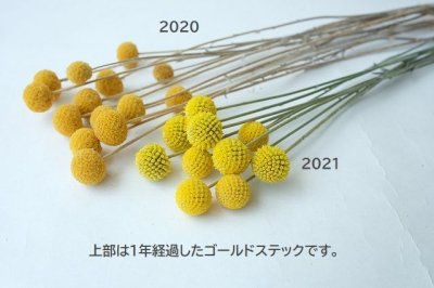 画像2: Dry plants for decor クラスペディア ・グラウカ種（5本セット）＊outlet