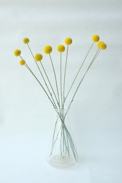 画像7: Dry plants for decor クラスペディア ・グラウカ種（5本セット）＊outlet (7)