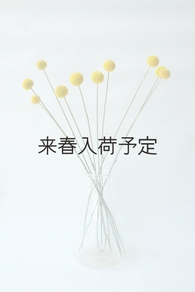 画像7: Dry plants for decor クラスペディア ・グラウカ種 (7)