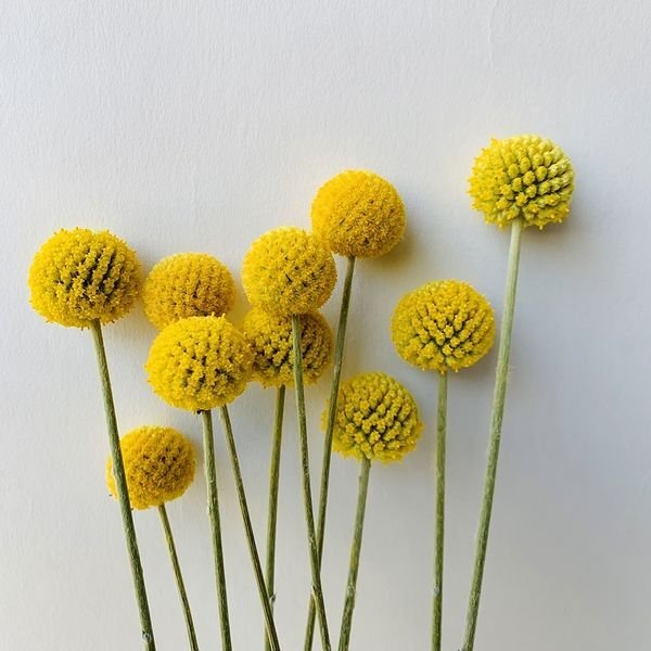 画像10: Dry plants for decor クラスペディア ・グラウカ種（5本セット）＊outlet (10)