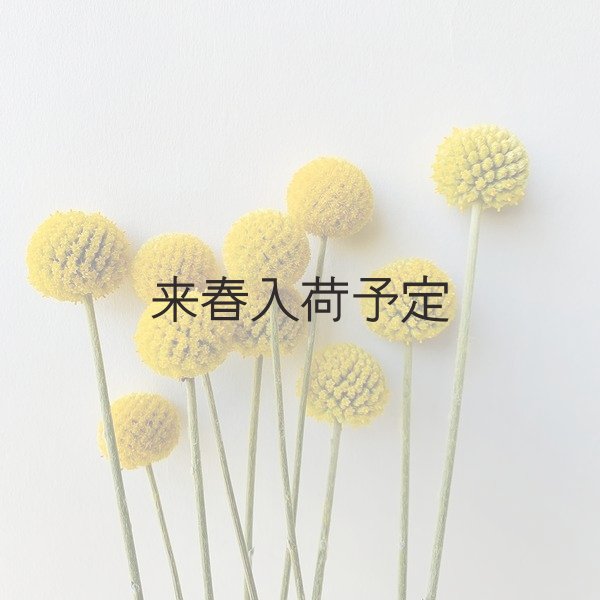 画像10: Dry plants for decor クラスペディア ・グラウカ種 (10)