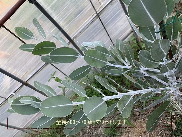 画像15: Dry plants for decor ユーカリ生切り枝（テトラゴナシルバー）タイプ500〜700mm (15)