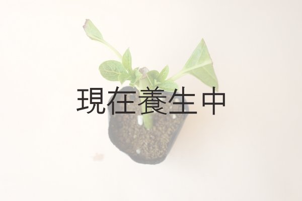 画像4: アキイロ紫陽花・挿し木苗 (4)