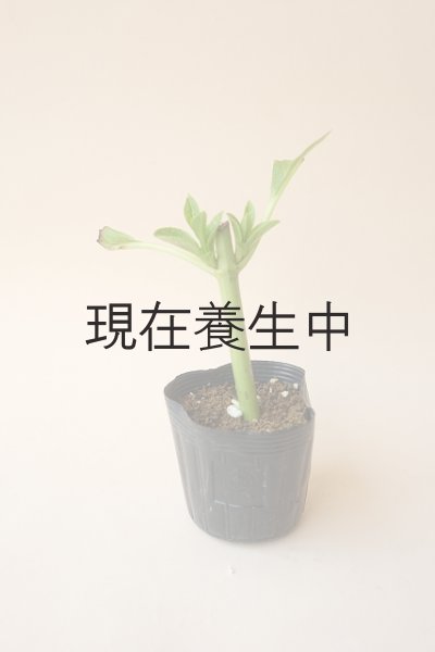 画像2: アキイロ紫陽花・挿し木苗 (2)