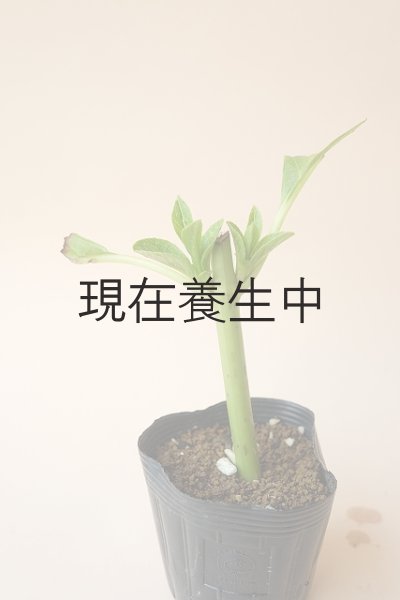 画像3: アキイロ紫陽花・挿し木苗 (3)