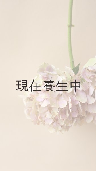 画像5: アキイロ紫陽花・挿し木苗 (5)