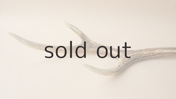 画像2: デコール用二ホンジカの角 (2)