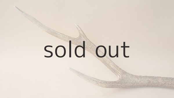 画像2: デコール用二ホンジカの角 (2)