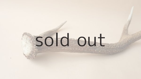 画像4: デコール用二ホンジカの角 (4)