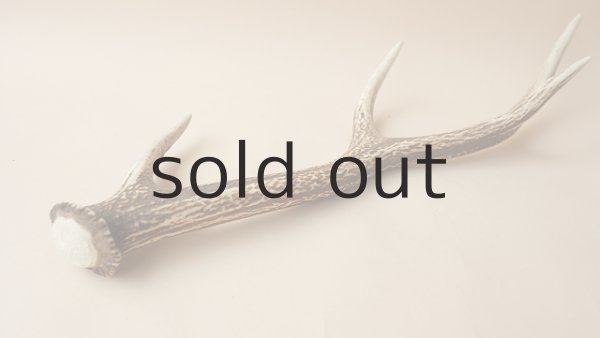 画像4: デコール用二ホンジカの角 (4)