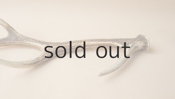 画像3: デコール用二ホンジカの角 (3)