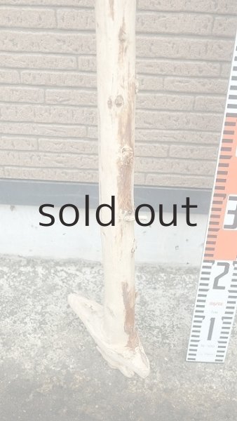 画像5: 棒流木・長尺 (5)