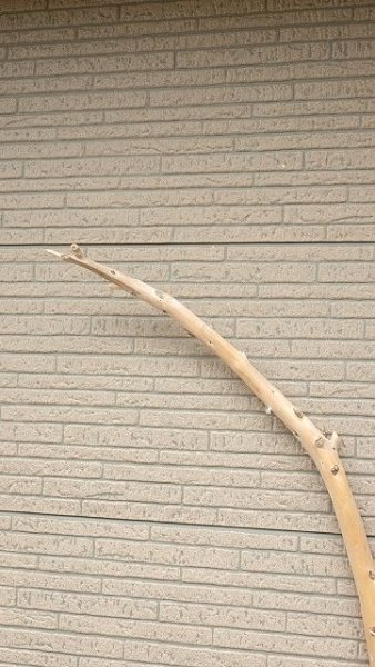 画像4: 棒流木・長尺 (4)