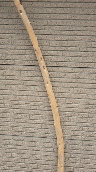 画像3: 棒流木・長尺 (3)