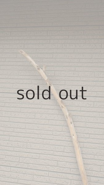 画像4: 棒流木・長尺 (4)