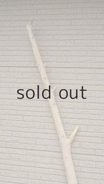 画像4: 棒流木・長尺 (4)